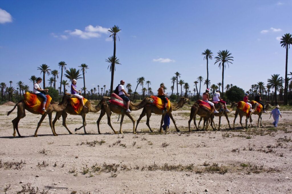 Camel Riding